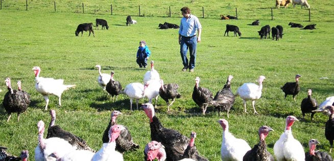 Ashford Farm Christmas Free Range Turkeys slider 01