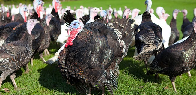 Ashford Farm Christmas Free Range Turkeys slider 06