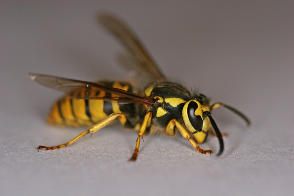 Yellow jacket wasp